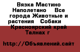 Вязка Мастино Наполетано  - Все города Животные и растения » Собаки   . Красноярский край,Талнах г.